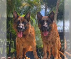 Browse the list of upcoming concerts, and if you can't find your favourite artist, track them and let songkick tell you when they are next in your area. German Shepherd Dog Puppies For Sale Near West Palm Beach Florida Usa Page 1 10 Per Page Puppyfinder Com