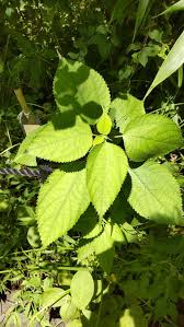 Image result for Boehmeria nivea