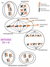 It alternates with the much longer interphase. Draw G1 Of Interphase And All Stages Of Mitosis For A Diploid Cell With 2n 6 Clearly Indicate Maternal Vs Paternal Chromosomes Label Significant Parts Of The Phase Be Sure To Include Synapses