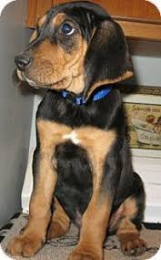 Black And Tan Hound Dog New York Ny Black And Tan Coonhound Mix Meet An Avalanche Of Hounds A Puppy For Adoption Kitten Adoption Puppy Adoption Coonhound