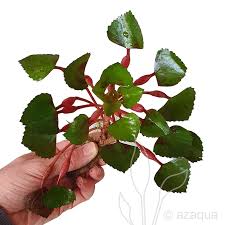 Image result for Trapa natans