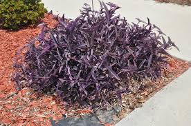Image result for Tradescantia pallida