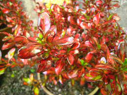 Coprosma 'evening glow' (pbr) is een ontdekking uit nieuw zeeland. Coprosma Evening Glow Hello Hello Plants Garden Supplies Hello Hello Plants Shrubs Evergreen Shrubs