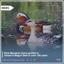 Visit our online shop and share your archery & hunting experience with friends all over the world. A Rare Mandarin Duck Has The North Eastern Chronicle Facebook