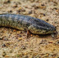 Officials Order People To Destroy This Aggressive Walking Fish That Can Breathe On Land Snakehead Fish Aggressive Fish