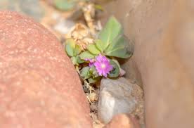 Image result for Corbichonia decumbens