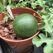 There are quite a lot of varieties of watermelon at this point. Citrullus Lanatus Icebox Watermelon Icebox In Gardentags Plant Encyclopedia