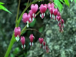 Maybe you would like to learn more about one of these? Bleeding Heart Plant Care Secrets You Should Know
