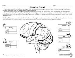 Science Worksheet Five Senses The Mailbox Science Worksheets Science Homeschool Science