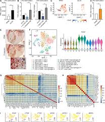 Dahsyatnya kelajuan malaikat jibril syeikh muhd. Prosaposin Mediates Inflammation In Atherosclerosis Science Translational Medicine