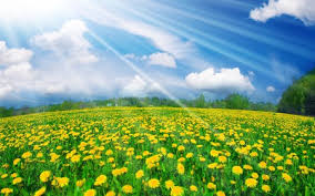 Check spelling or type a new query. Field Of Flowers Fields Nature Background Wallpapers On Desktop Nexus Image 713354