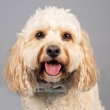 On Wednesday we wear bow ties. And why not?! Lincoln & Luca, styling it out  at Fur Babies Pop up. ❤️❤️ #cockapoo #cockapoos #cockapoosofinstagram  #doubletrouble #dogsofinstagram #bowties #doggystyle🐾 #bestdresseddogs  #dogsiblings #dogsinbowties ...