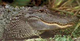 Jun 02, 2021 · according to the texas game warden, alligators have long been associated with lake worth, so it shouldn't be surprising to see one there. Tpwd American Alligator Main