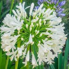 A Lovely Contemporary Garden Idea In 2020 African Lily Agapanthus Africanus Agapanthus