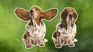 Image result for basset hound