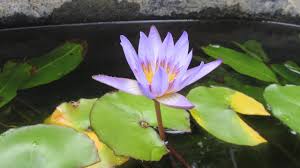 Dwarf lilies for small ponds. Planting Water Lilies Using No Soil In Pond Planting Baskets Youtube