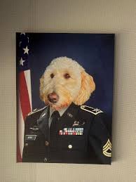 Stetson the goldendoodle in military attire