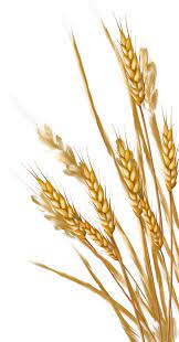 Download Wheat Png Images Background Png Free Png Images Wheat Drawing Grass Painting Flower Painting