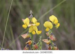 Image result for Crotalaria onobrychis