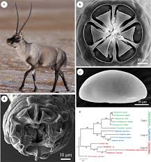 Image result for Pseudopod Ospermum