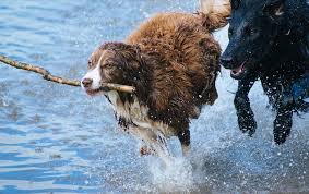 We did not find results for: 8 Good Sources Of Fibre For Dogs Cotswold Raw