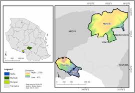 Image result for Oreobambos buchwaldii