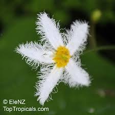 Image result for Nymphoides senegalensis