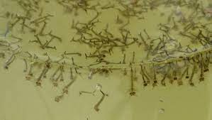 We did not find results for: Tadpoles Or Mosquito Larvae