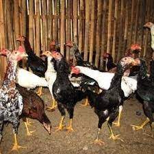Jadi tidak mengherankan jika banyak orang yang tertarik untuk membudidayakannya. Trik Jitu Beternak Ayam Joper Ai Com Info