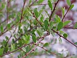 Image result for Flueggea