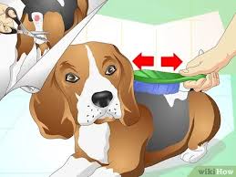 It acts like a yes, you can! How To Treat Dog Constipation 9 Steps With Pictures Wikihow