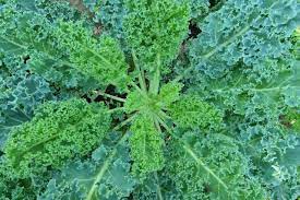 Plant Once Pick Forever 12 Perennial Vegetables You Need To Plant This Summer Perennial Vegetables Plants Fall Garden Vegetables