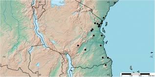 Image result for Whitfieldia brazzae