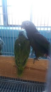 You will find additional resources (vets, the humane society, animal breeders. Exotic Birds Of Denver 4796 S Broadway Englewood Co 80113 Usa