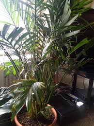 These plants like moist but not soggy soil at all times. Dry Dying Leaves