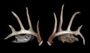 I approach shed hunting exactly like i approach hunting for big mule deer in the fall. Shedding Light On The Value Of Whitetail Sheds