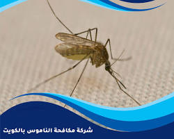 شركة مكافحة البعوض بالكويت