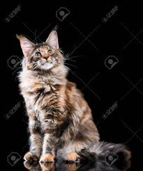 It has a distinctive physical appearance and valuable hunting skills. Portrait Of Domestic Tortoiseshell Maine Coon Kitten Fluffy Stock Photo Picture And Royalty Free Image Image 72260002