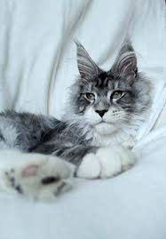 Pin On Maine Coon Kittens