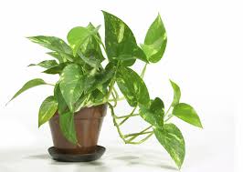 10 Tips For Using Artificial Light On Your Houseplants Love Your Yard Common House Plants Kitchen Plants Large Indoor Plants
