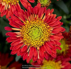 Pin On Chrysanthemums