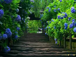 Kết quả hình ảnh cho cẩm tú cầu nhiều màu