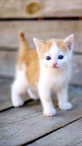 Cat Years What Are They How Long Do Cats Live Cattime Kittens Cutest Baby Animals Munchkin Cat