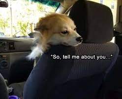 Pic Of Dog Staring Back From The Front Seat And Chatting With The Passenger In The Back Funny Animal Memes Animal Memes Funny Animals