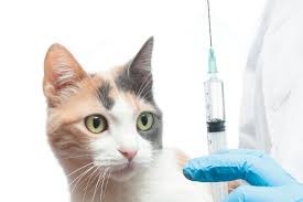 The feline viral rhinotracheitis, calicivirus, and panleukopenia vaccinations often come in a combination shot (fvrcp), which is sometimes called the distemper shot. How Often Do Cats Need Shots And Other Preventative Treatments Catster