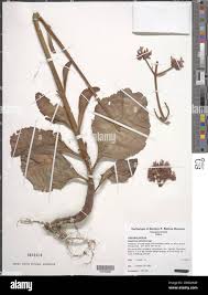 Image result for Kalanchoe lateritia