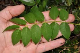 Image result for Rourea