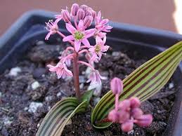 Image result for Ledebouria cooperi