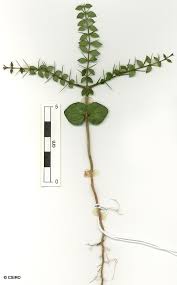 Image result for Strychnos gossweileri