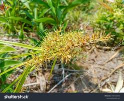 Image result for Scleria racemosa